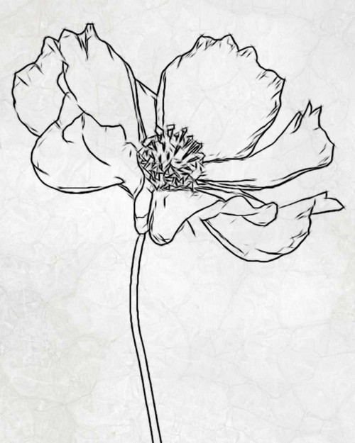 FLOWER 2 Poster Print by Taylor Greene - Item # VARPDXTGRC075B