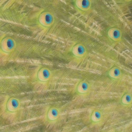 Peacock Feathers 2 Poster Print by Taylor Greene - Item # VARPDXTGSQ041D