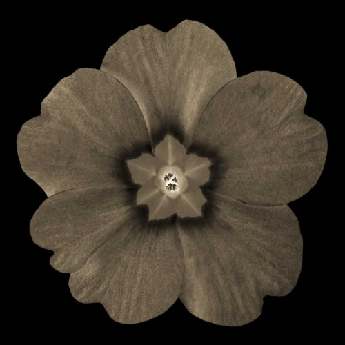 Sepia Floral I Poster Print by Taylor Greene - Item # VARPDXTGSQ042A