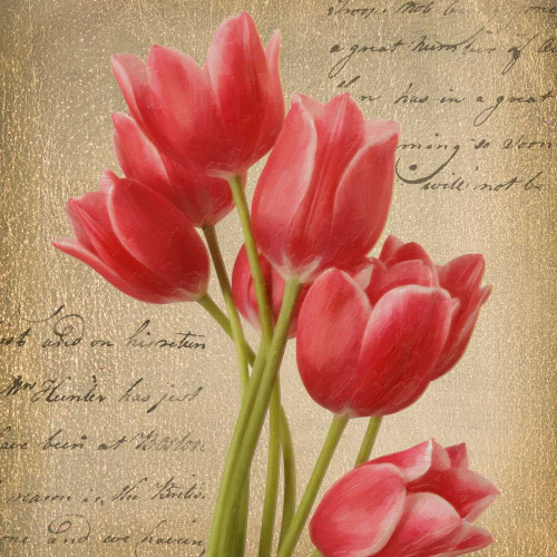 RED TULIP I ON GOLD Poster Print by Taylor Greene