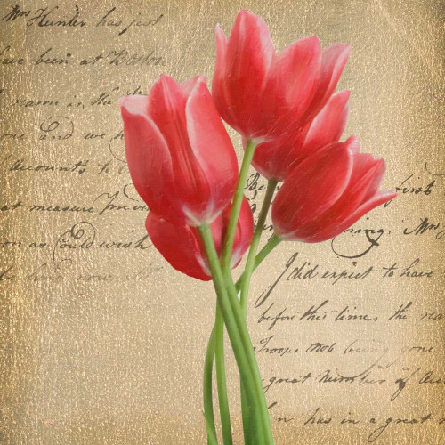 RED TULIP II ON GOLD Poster Print by Taylor Greene - Item # VARPDXTGSQ055B