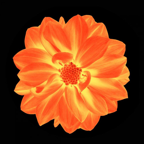 Sepia Floral B Poster Print by Taylor Greene - Item # VARPDXTGSQ067B