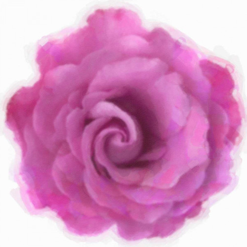 Pink Rose Poster Print by Taylor Greene