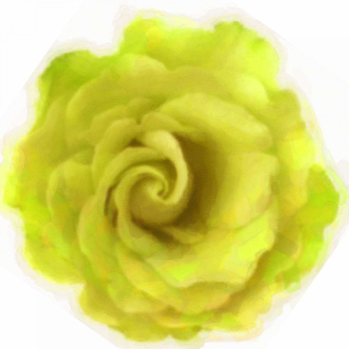 Yello Rose Poster Print by Taylor Greene - Item # VARPDXTGSQ364D