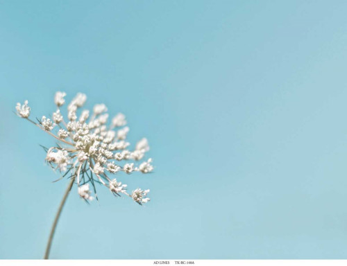 Lace 1 Blue Poster Print by Tracey Telik - Item # VARPDXTKRC148A