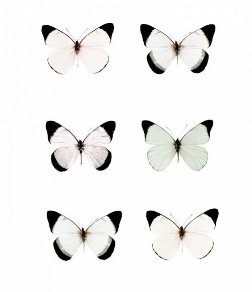 Pale Butterflies 6 Poster Print by Tracey Telik - Item # VARPDXTKSQ055B
