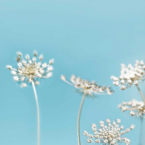 Queens 40 Poster Print by Tracey Telik - Item # VARPDXTKSQ062A