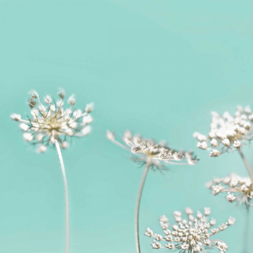 Queens Mint 40 Poster Print by Tracey Telik - Item # VARPDXTKSQ062B