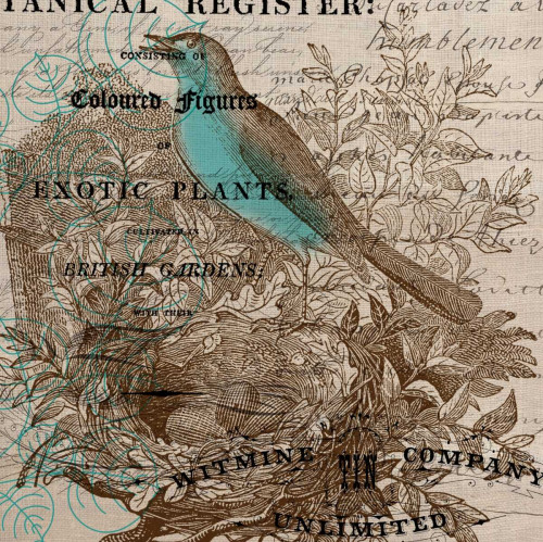 Bird Botanical 5 Poster Print by Elizabeth Jordan - Item # VARPDXTRSQ137E Bird Botanical 5 Poster Print by Elizabeth Jordan - Item # VARPDXTRSQ137E