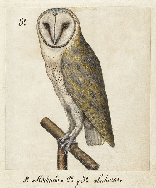 Barn Owl, 1560-1585 Poster Print by Unknown Unknown - Item # VARPDXU690D
