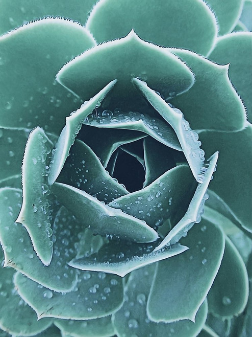 Succulent with Dew 1 Poster Print by Urban Epiphany Urban Epiphany - Item # VARPDXUERC013C