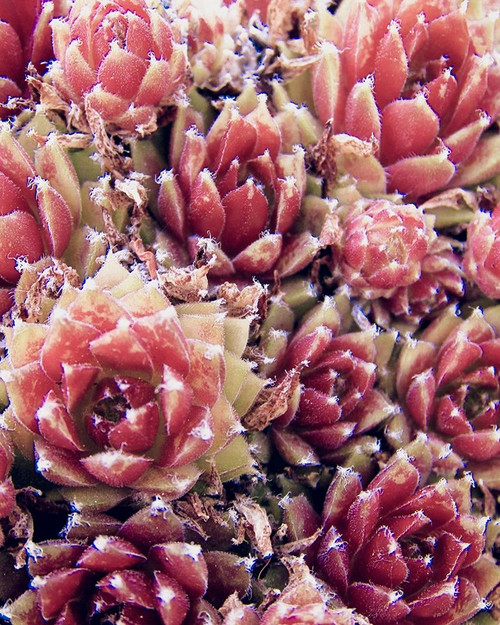 Red Succulents New Born 1 Poster Print by Urban Epiphany Urban Epiphany - Item # VARPDXUERC014A