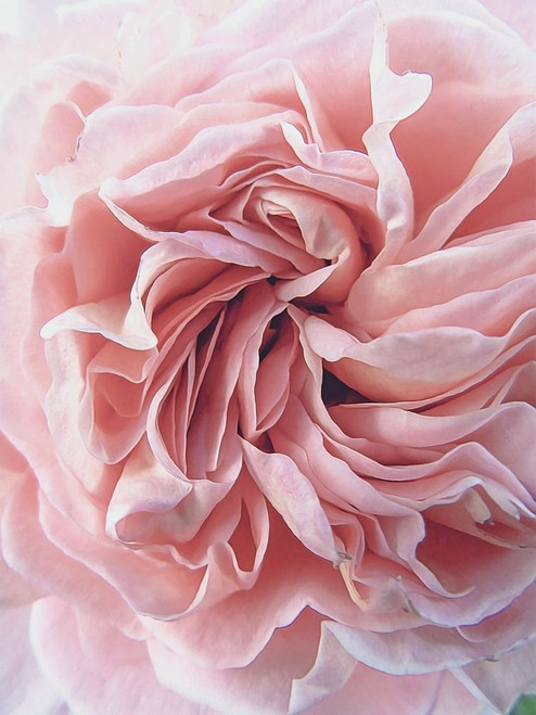 Rose Poster Print by Urban Epiphany Urban Epiphany - Item # VARPDXUERC015A