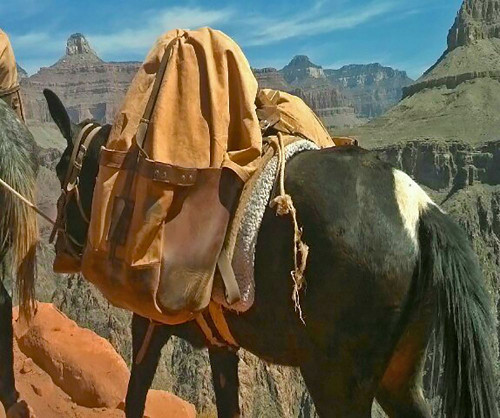 Grand Canyon 1: Mule Train Poster Print by Popcorn Popcorn - Item # VARPDXWJTANI00002