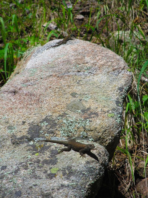 Lizard II Poster Print by Popcorn Popcorn - Item # VARPDXWJTANI00015
