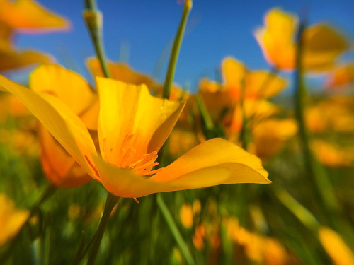 Wildflower VII Poster Print by Popcorn Popcorn - Item # VARPDXWJTFLO00033