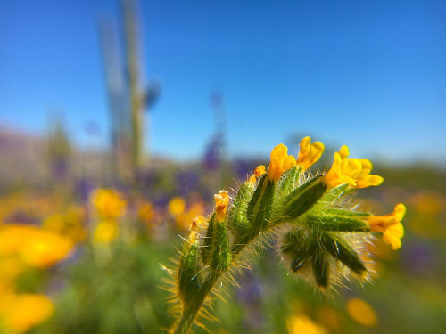 Wildflower VIII Poster Print by Popcorn Popcorn - Item # VARPDXWJTFLO00035 Wildflower VIII Poster Print by Popcorn Popcorn - Item # VARPDXWJTFLO00035