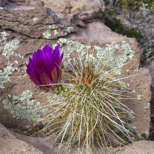 Hedgehog and Lichen Poster Print by Popcorn Popcorn - Item # VARPDXWJTFLO00038