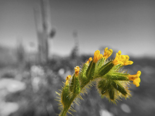 Wildflowers XXVI Poster Print by Popcorn Popcorn - Item # VARPDXWJTFLO00067