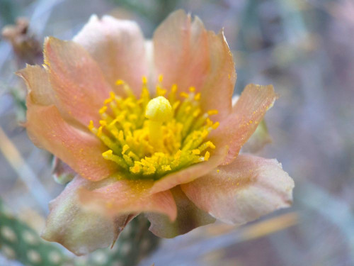 Cactus Flower II Poster Print by Popcorn Popcorn - Item # VARPDXWJTFLO00096