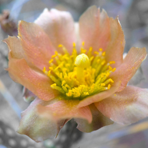 Cactus Flower BandW II Poster Print by Popcorn Popcorn - Item # VARPDXWJTFLO00105