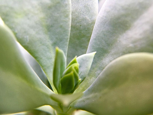 Rock Purslane Poster Print by Popcorn Popcorn - Item # VARPDXWJTFLO00109