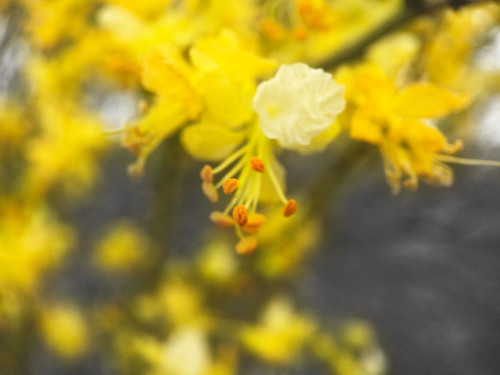 Tree In Bloom BandW Poster Print by Popcorn Popcorn - Item # VARPDXWJTFLO00115