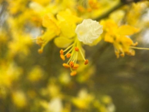 Tree In Bloom III Poster Print by Popcorn Popcorn - Item # VARPDXWJTFLO00117