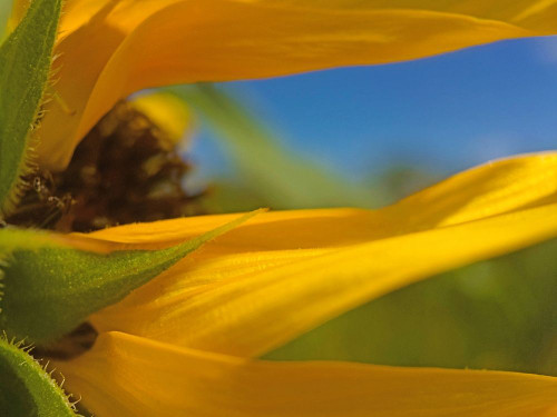 Sunflower III Poster Print by Popcorn Popcorn - Item # VARPDXWJTFLO00127