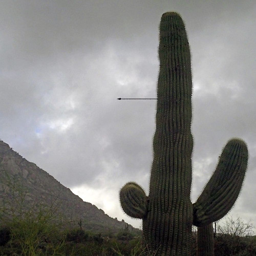 Saguaro Arrow Poster Print by Popcorn Popcorn - Item # VARPDXWJTLAN00047