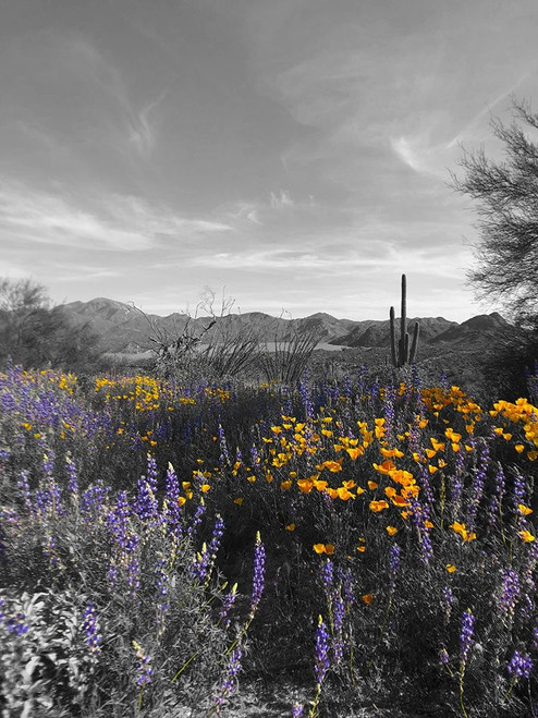 Wildflowers BandW VI Poster Print by Popcorn Popcorn - Item # VARPDXWJTLAN00066 Wildflowers BandW VI Poster Print by Popcorn Popcorn - Item # VARPDXWJTLAN00066
