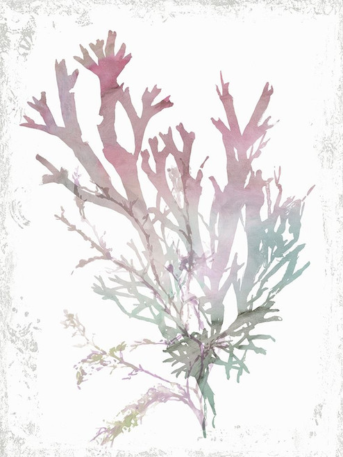 Pink Coral  Poster Print by Aimee Wilson - Item # VARPDXWL312A
