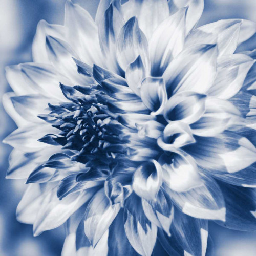 Dahlia Navy 1 Poster Print by Suzanne Foschino - Item # VARPDXZF5SQ004A4