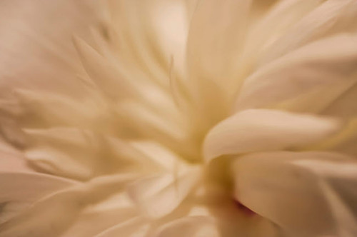 White peony Poster Print by Anna Miller (24 x 18) # NA01AMI0400