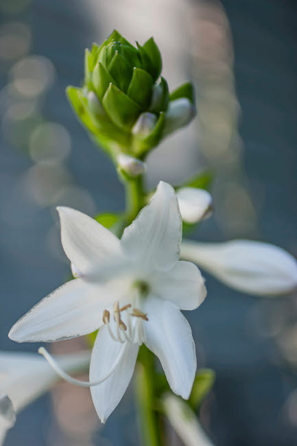 Hosta bloom Poster Print by Anna Miller (18 x 24) # NA01AMI0570