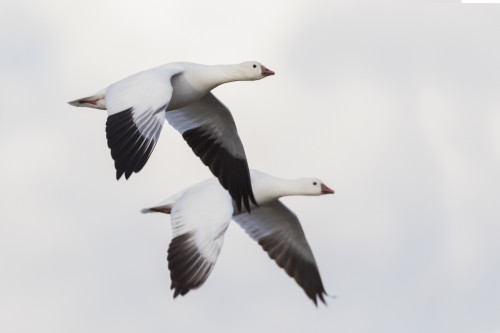 Ross's geese Poster Print by Ken Archer - Item # VARPDDNA02KAR0988