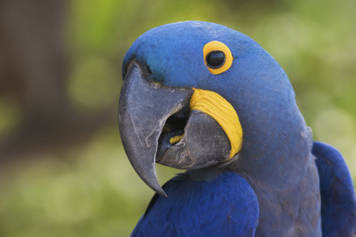 Hyacinth Macaw Poster Print by Ken Archer - Item # VARPDDNA02KAR0681