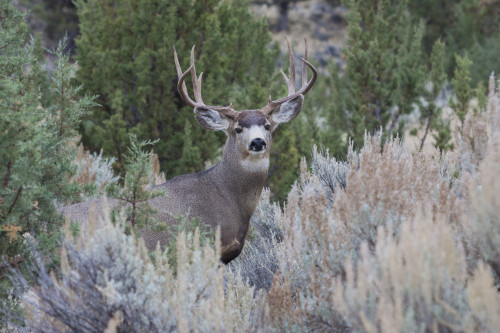 Mule deer buck Poster Print by Ken Archer - Item # VARPDDNA02KAR1071