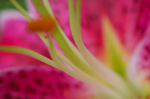 Stargazer lily Poster Print by Anna Miller (24 x 18) # NA01AMI0430