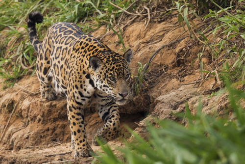 Jaguar stalking Poster Print by Ken Archer