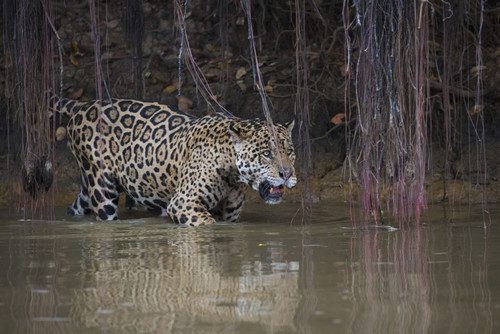 Jaguar stalking Poster Print by Ken Archer