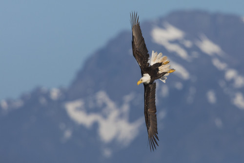 Bald eagle crow Poster Print by Ken Archer