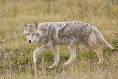 Coyote stalking Poster Print by Ken Archer