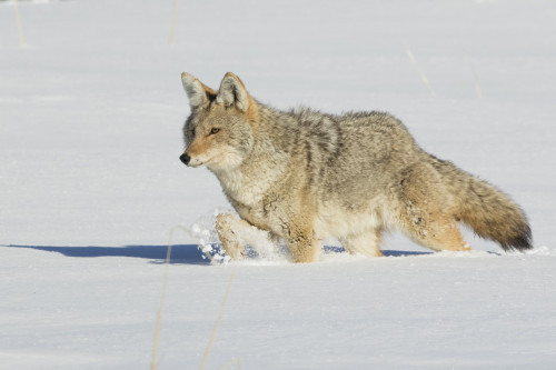Coyote stalking Poster Print by Ken Archer