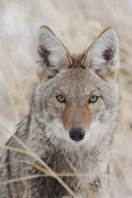 Coyote in autumn Poster Print by Ken Archer - Item # VARPDDNA02KAR1038