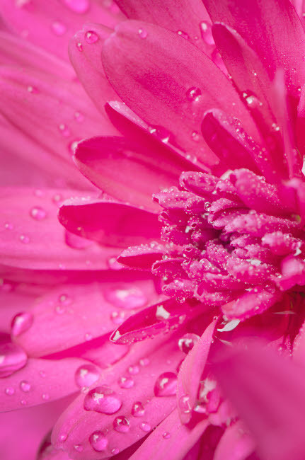 Purple Mum Poster Print by Alan Majchrowicz (18 x 24) # US48AMA0025