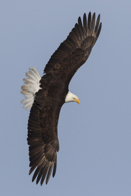 Bald Eagle flying Poster Print by Ken Archer - Item # VARPDDNA02KAR0635