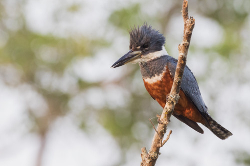 Ringed Kingfisher Poster Print by Ken Archer