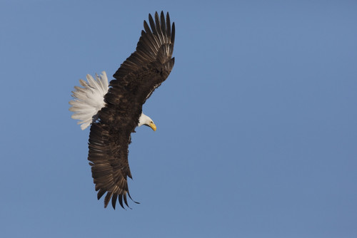 Bald eagle flying Poster Print by Ken Archer