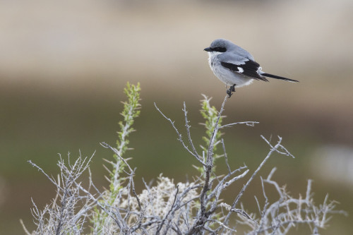 Loggerhead shrike Poster Print by Ken Archer - Item # VARPDDNA02KAR0876